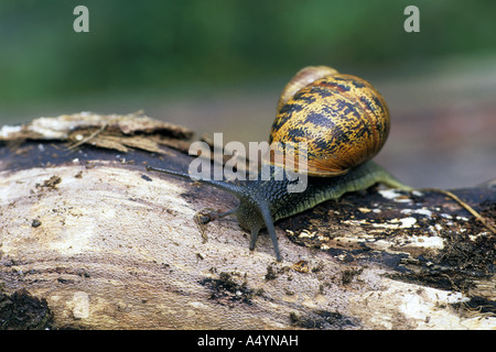 garden snail Helix aspersa Stock Photo