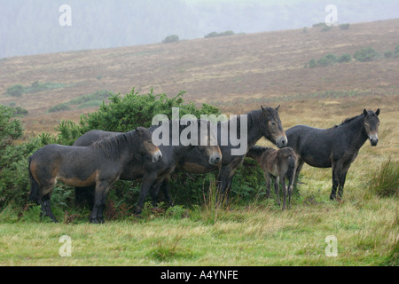 Exmoor Ponies in Autumn on the moor Stock Photo