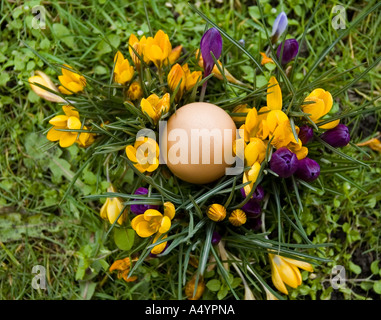 Egg in a nest of purple and yellow crocuses Stock Photo