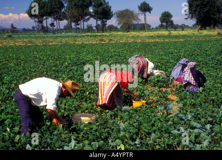 Guatemalans, Guatemalan farmer, Guatemalan farmers, harvesting, green beans, between towns of Tecpan and Patzicia, Chimaltenango Department, Guatemala Stock Photo