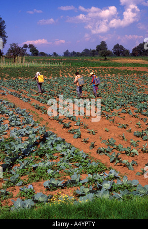 Guatemalans, Guatemalan men, spraying insecticide, crop, crops, between Tecpan and Patzicia, Chimaltenango Department, Guatemala, Central America Stock Photo