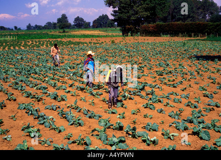 Guatemalans, Guatemalan men, spraying insecticide, crop, crops, between Tecpan and Patzicia, Chimaltenango Department, Guatemala, Central America Stock Photo