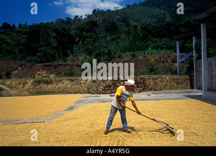 1, one, Guatemalan man, drying coffee beans, coffee beans, coffee plantation, Santa Cruz Verapaz, Alta Verapaz Department, Guatemala, Central America Stock Photo