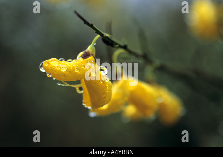 broom Cytisus scoparius with raindrops on the flowers Stock Photo