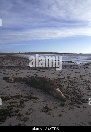 dh Newark Bay DEERNESS ORKNEY Dead Atlantic seal Halichoerus grypus on beach marooned Stock Photo