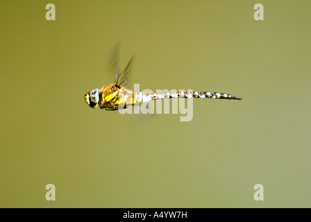 Migrant hawker dragonfly in flight Stock Photo