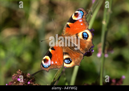 peacock butterfly Inachis io Stock Photo