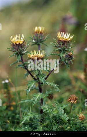 Carline Thistle, Carlina vulgaris, in flower on limestone grassland ...