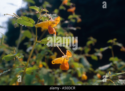 SPOTTED TOUCH-ME-NOT; JEWELWEED (IMPATIENS CAPENSIS)/PENNSYLVANIA Stock Photo