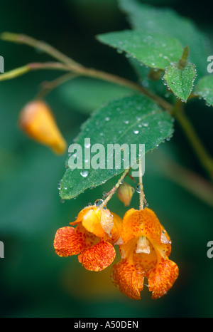 JEWELWEED OR TOUCH-ME-NOT (IMPATIENS CAPENSIS) [DAMP AREA NATIVE WILDFLOWER]/PENNSYLVANIA Stock Photo
