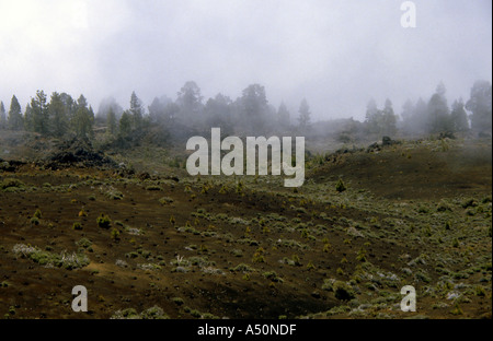 Trees and mist at high level on the side of Mount Teidi a volcano in Tenerife Stock Photo