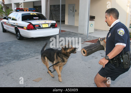 North Miami Beach Florida,Police Department,law enforcement,crime prevention,criminology,policeman,working dog dogs,attacking,training,visitors travel