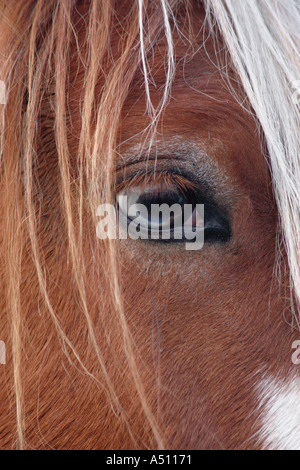Chestnut Horses Eye Stock Photo