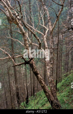 Siver birch trees on the way to Har Ki Doon Uttaranchal India Stock Photo