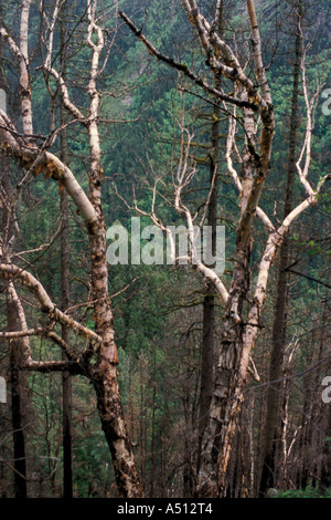 Siver birch trees on the way to Har Ki Doon Uttaranchal India Stock Photo