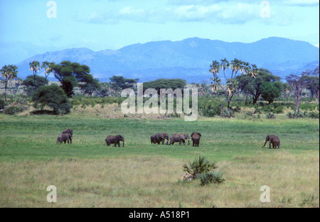 Elephants grazing in a swamp with doum palms and the foothills of mount Kenya in the background Meru National Park Kenya Stock Photo