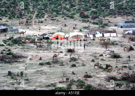 Khareef, Salalah , Oman, Camels and herders at camp in the mist during the rainy or monsoon season Stock Photo