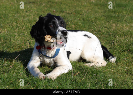 Springer Spaniel dog six months old chewing a stick Stock Photo