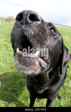 dog barking at camera