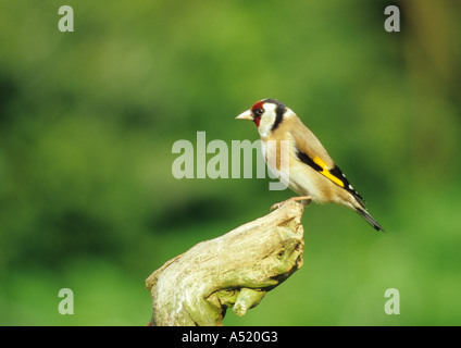 A Goldfinch (Carduelis carduelis) in the uk Stock Photo