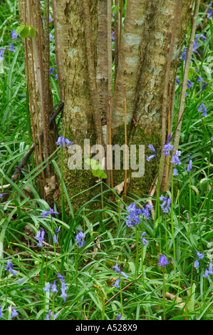 England, Cumbria, Native Bluebell Flower In Spring A group view of  native bluebells photographed in woodland by Elterwater