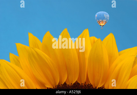 Close up of sunflower petals and a hot air Balloon Stock Photo