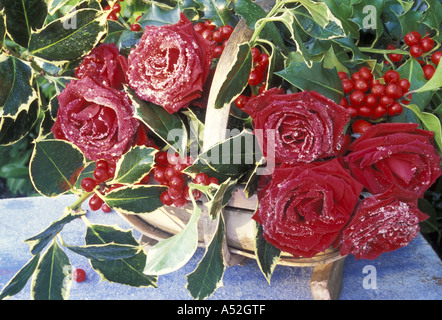 Frost covered Rosa Passion and Ilex Aquifolium in wooden trug Red Roses and Variegated Holly Stock Photo