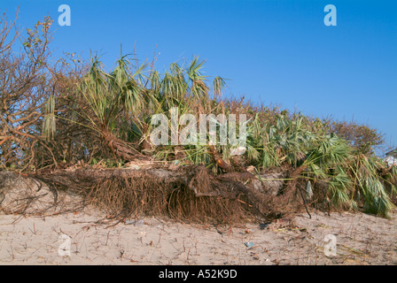 Hurricane Jeanne storm surge damage to beach dune Hutchinson Island Saint Lucie County Florida Stock Photo