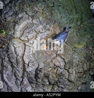 Nuthatch Sitta europaea At nest hole young demanding food Stock Photo