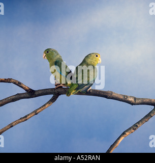 Green rumped or Guiana Parrotlet Forpus passerinus Stock Photo