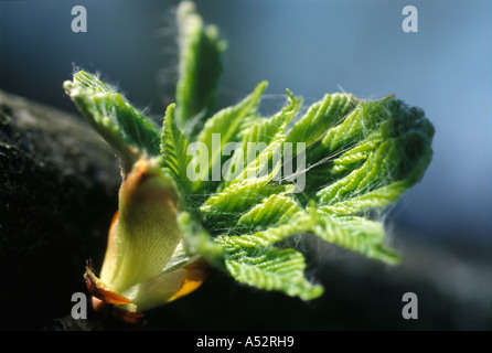 Chestnut tree in spring fresh green leafs first green leafs new life Stock Photo