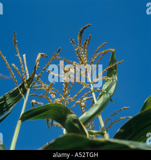 Male tassels flowers on maturing maize Zea mays crop Stock Photo