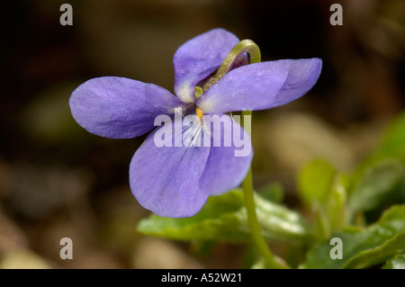Sweet Violet Viola odorata Stock Photo