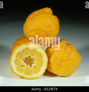 Whole sectioned fruit from citrus rootstock tree rough lemon Citrus jambhiri Stock Photo