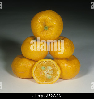 Whole sectioned fruit of citrus rootstock fruit Citrus reshni variety Cleopatra Mandarin Stock Photo