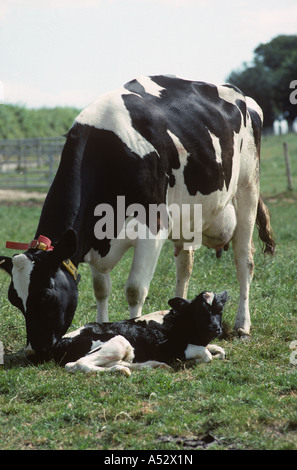 Holstein Friesian cow cleaning her new born one hour old calf in the nursery paddock Stock Photo