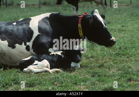 Holstein Friesian cow with here new born calf less than an hour old in a nursery paddock Stock Photo