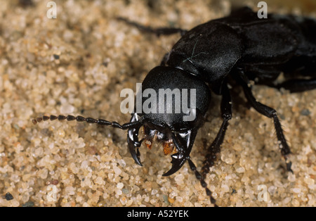 Devils coach horse Staphylinus olens head and mandibles threatening Stock Photo