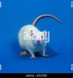 White laboratory rat Sprague Dawley for animal testing toxicology studies Stock Photo