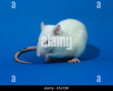 White laboratory rat Sprague Dawley for animal testing toxicology studies Stock Photo