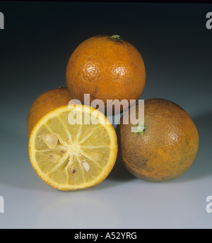 Whole sectioned citrus fruit Carrizzo citrange Stock Photo