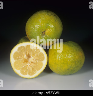 Whole sectioned fruit from citrus rootstock variety Gou Tou Sour Stock Photo