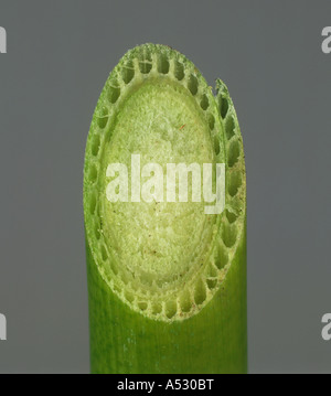 False bulrush Typha latifolia stem section showing open structure of a hydrophytic plant Stock Photo