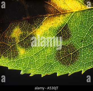 Backlit spots of rose black spot Diplocarpon rosae on a rose leaf Stock Photo