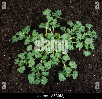 Parsley piert Aphanes arvensis young plant rosette Stock Photo