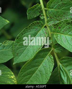 Necrotic spotting on potato leaves caused by manganese deficiency Stock Photo