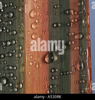 New Zealand flax Phormium Sundowner leaf with water droplets Stock Photo