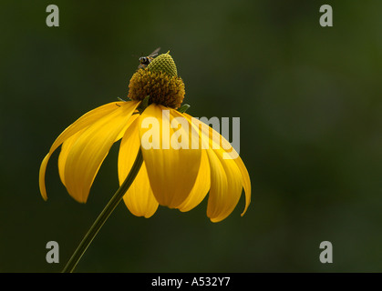 Shiny Coneflower with hoverfly, Rudbeckia nitida Stock Photo