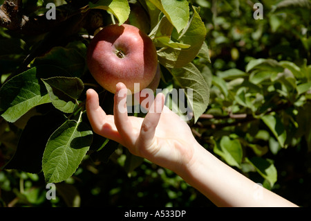 A hand picks a ripe red apple from a tree Stock Photo