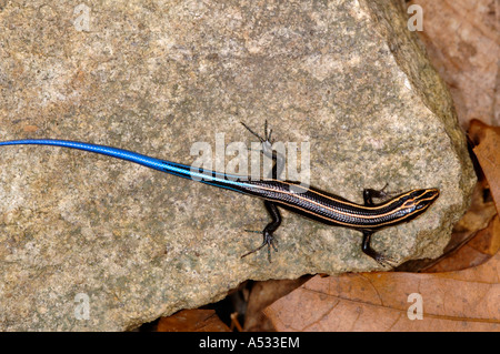 Five lined skink, Eumeces fasciatus. Stock Photo